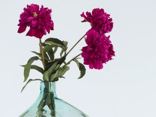 Herbstblumen: Dahlien in pink