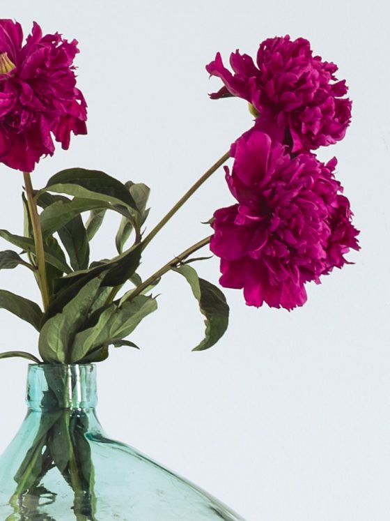 Herbstblumen: Dahlien in pink